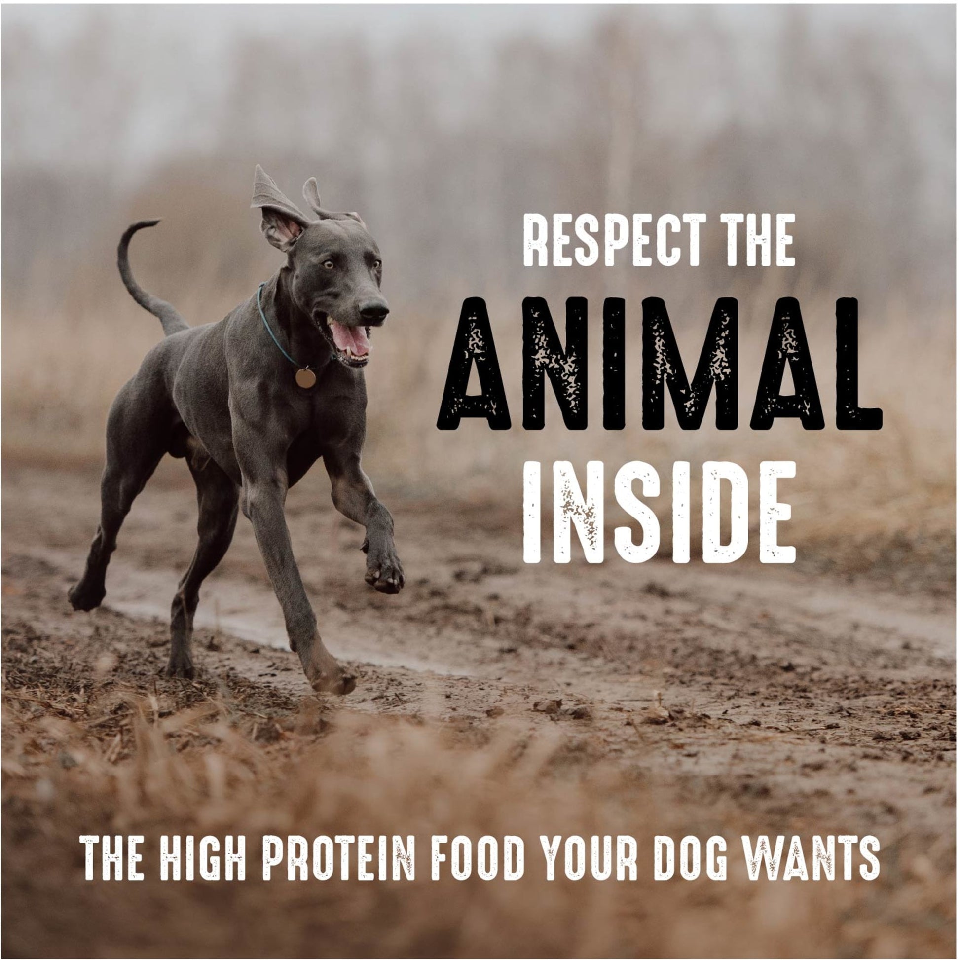 Crave Grain Free Adult Dry Dog Food With Protein From Beef, 4 Lb. Bag