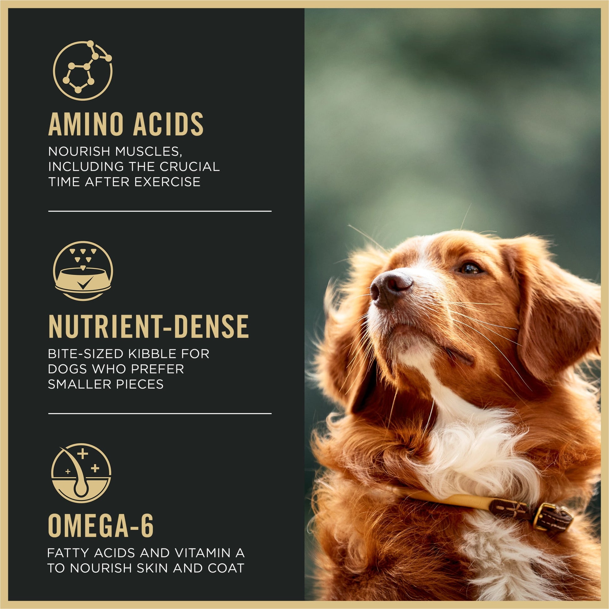 Purina Pro Plan High Protein Dry Dog Food, Small Bites Lamb and Rice Formula