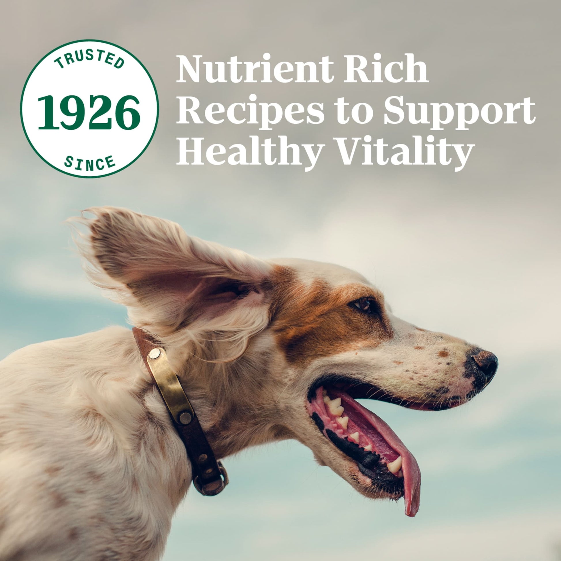 Nutro Natural Choice Small Bites Adult Dry Dog Food, Chicken And Brown Rice, 30 Lbs.