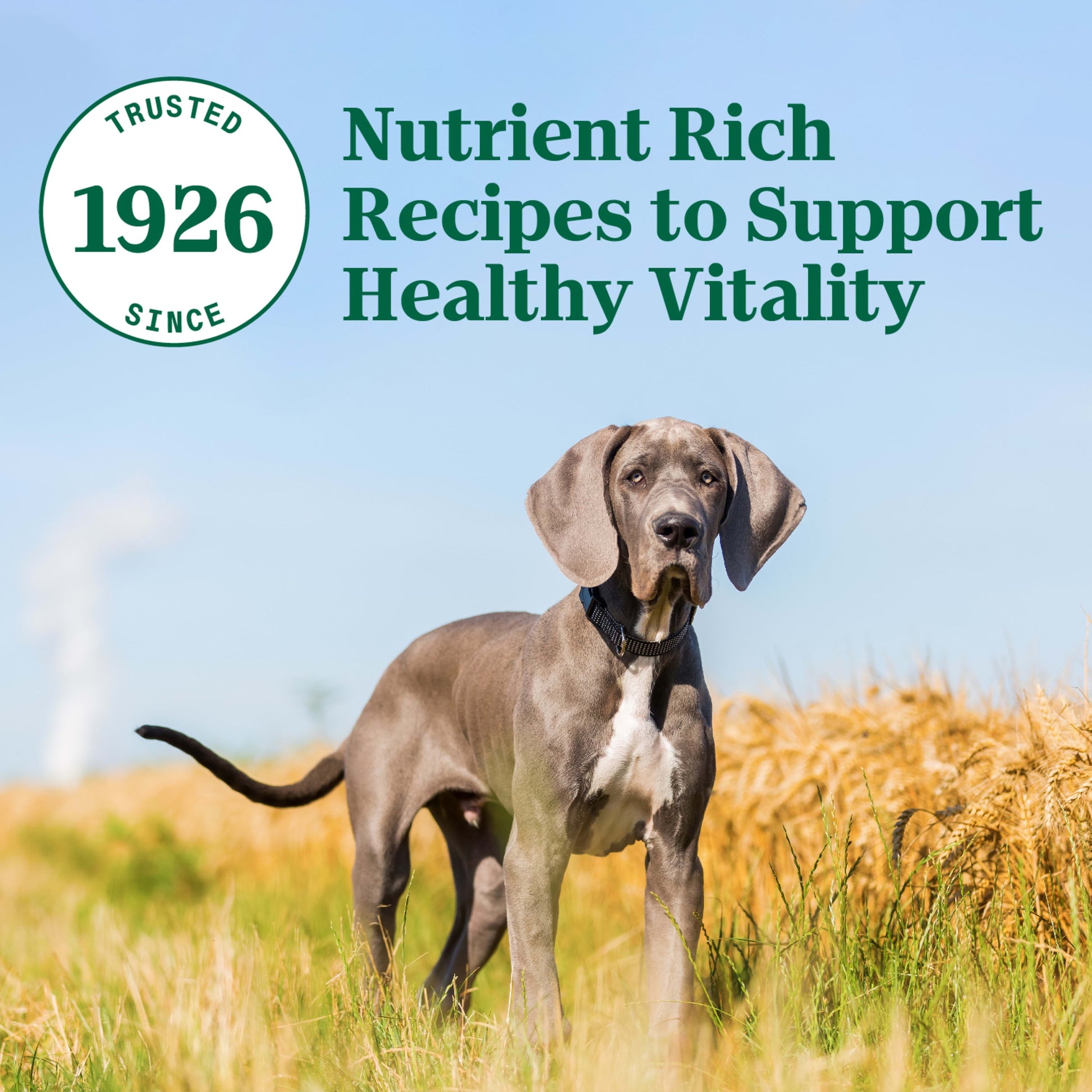 Nutro Natural Choice Large Breed Puppy Dry Dog Food, Chicken And Brown Rice, 13 Lbs.