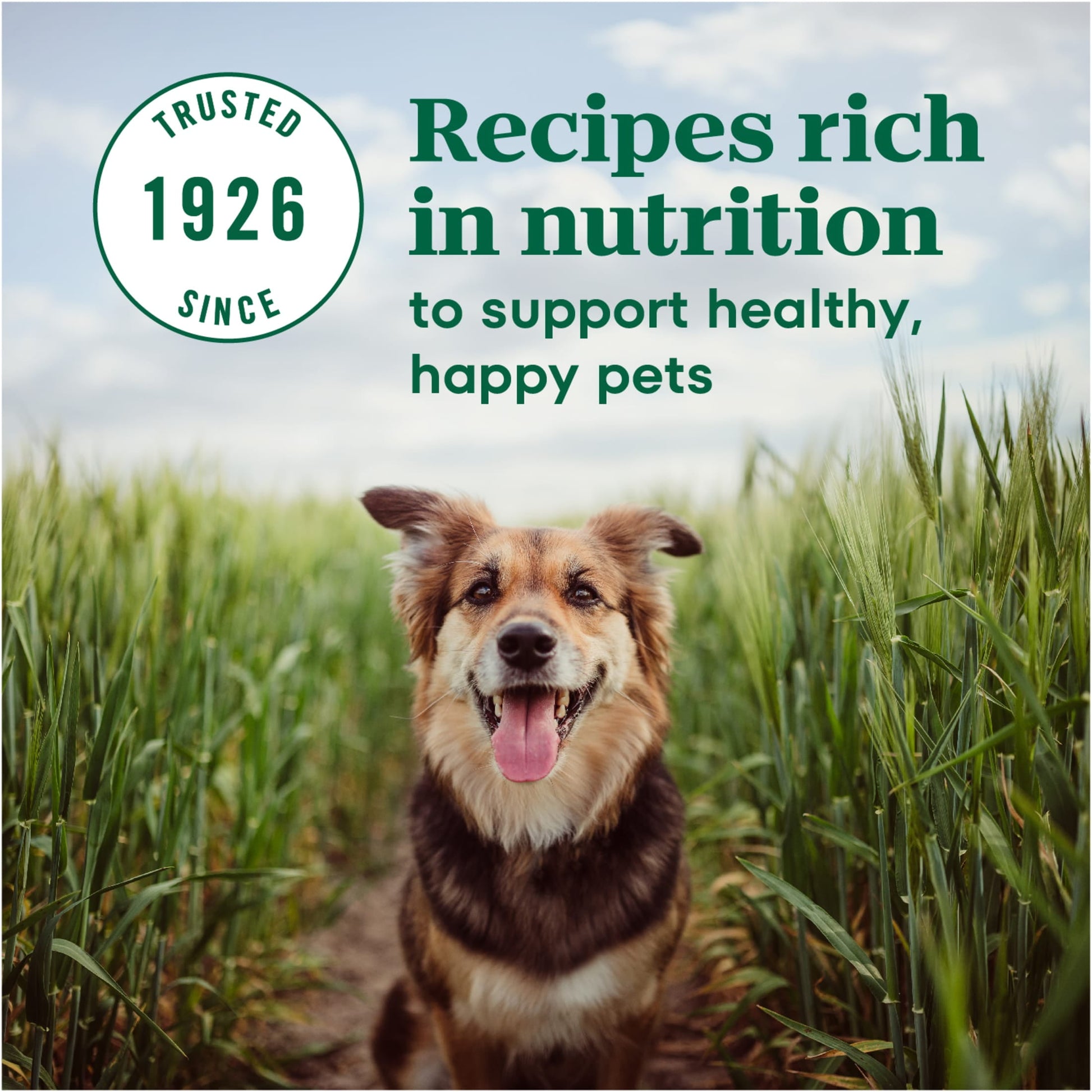 Nutro Max Adult Mini Chunk Dry Dog Food With Farm-Raised Chicken, 4 Lb. Bag